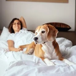 Ienjoy Home Hotel Collection Embossed Chevron 4 Piece Sheet Set, Queen, Ivory (BLL-CHEV-Queen-Ivory) 18 Ienjoy Home Hotel Collection Embossed Chevron 4 Piece Sheet Set, Queen, Ivory (BLL-CHEV-Queen-Ivory) -Amazon Shop 51kEAa1XJ8L